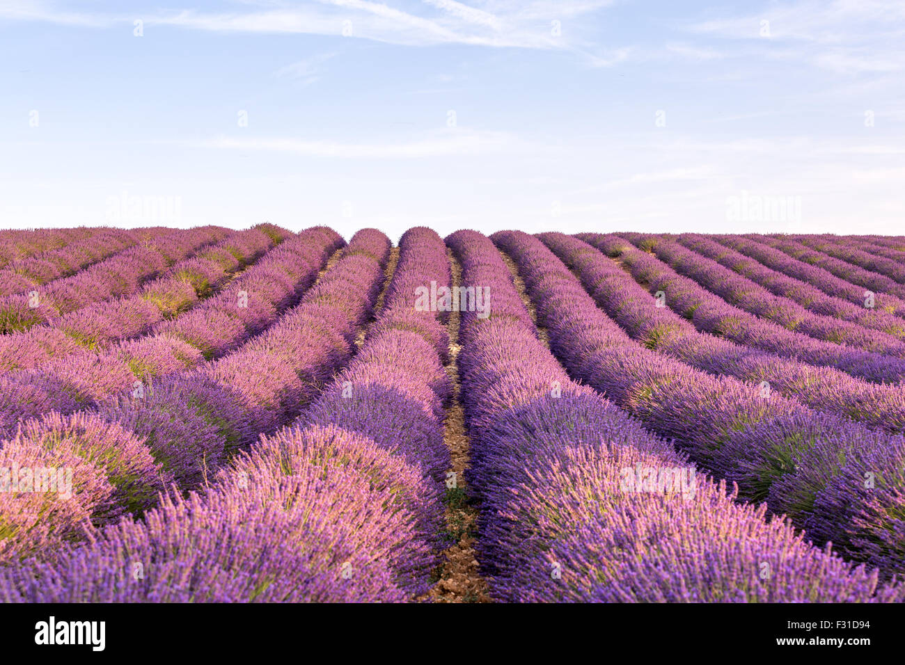 Provence, Plateau de Valensole, champ de lavande en fleurs Banque D'Images
