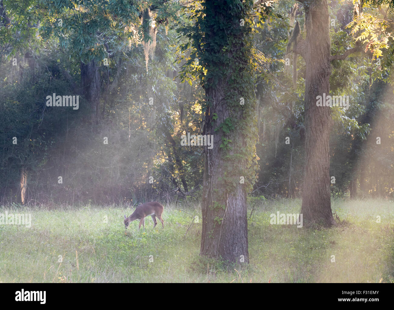 Le cerf de Virginie (Odocoileus virginianus) au matin brumeux dans la forêt, Brazos Bend State Park, Needville, Texas, USA. Banque D'Images