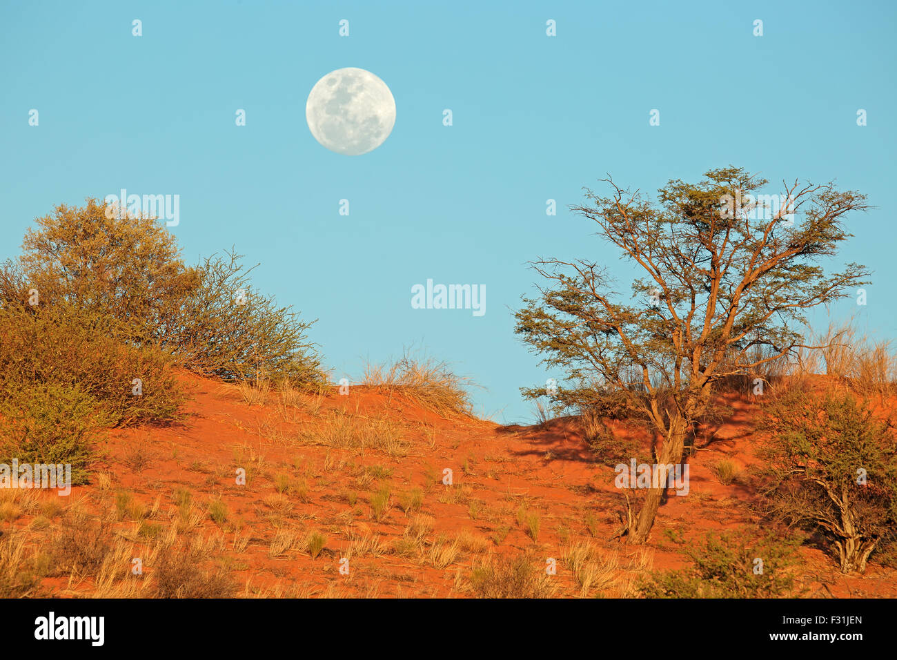 Paysage africain avec une dune de sable rouge et au début de la pleine lune, désert du Kalahari, Afrique du Sud Banque D'Images