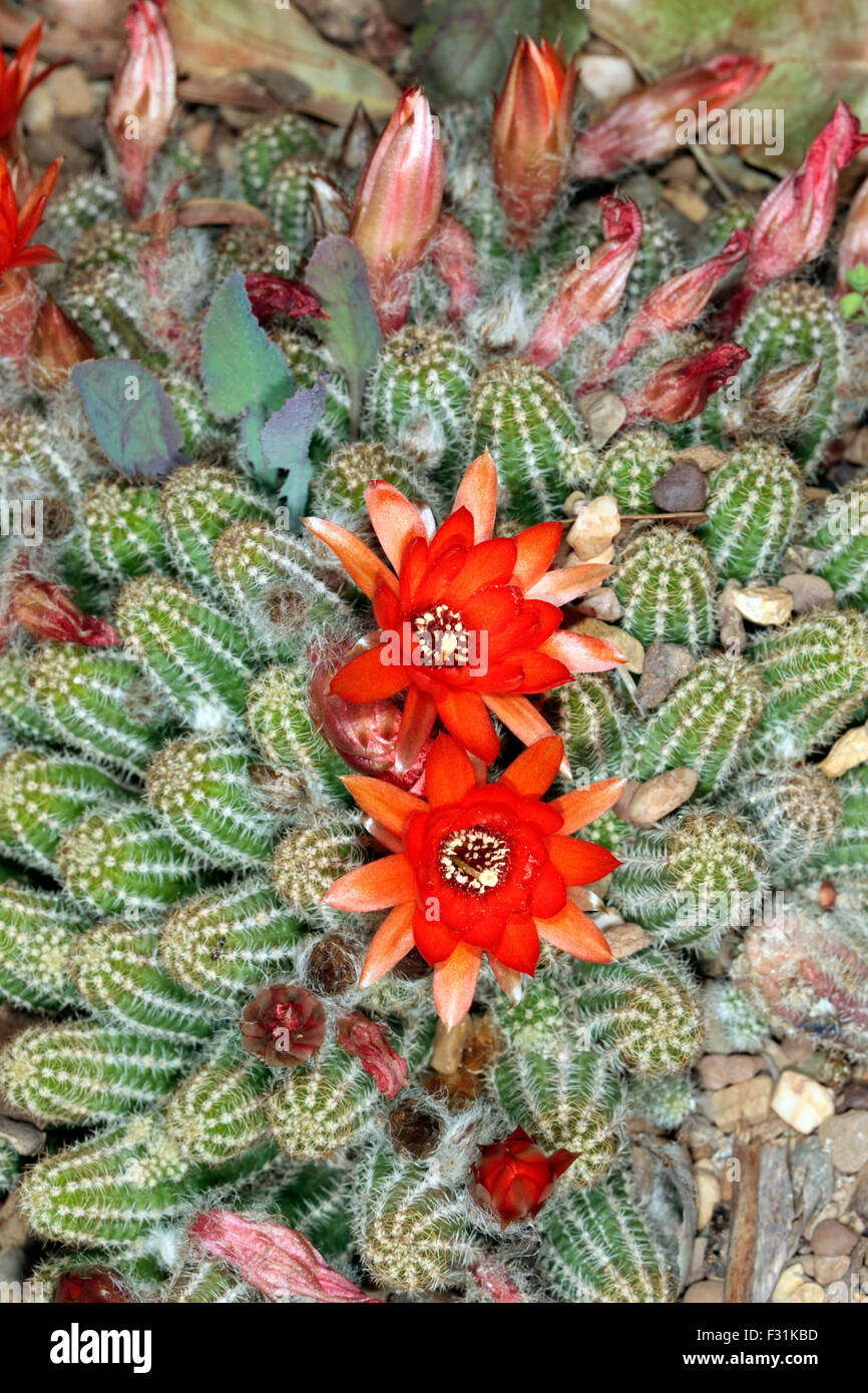 Close-up de fleurs de cactus du genre Echinocereus - famille des Cactaceae Banque D'Images