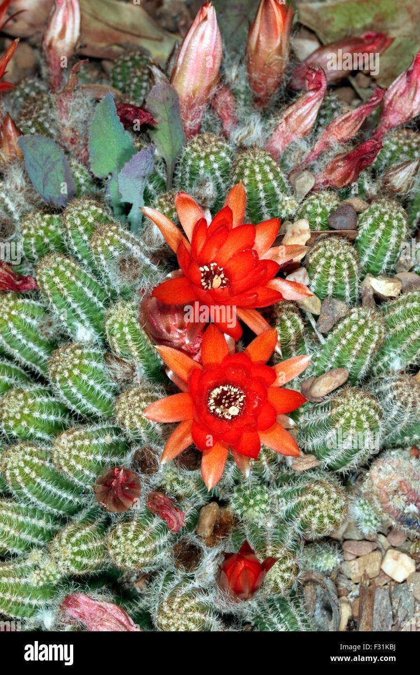 Close-up de fleurs de cactus du genre Echinocereus - famille des Cactaceae Banque D'Images
