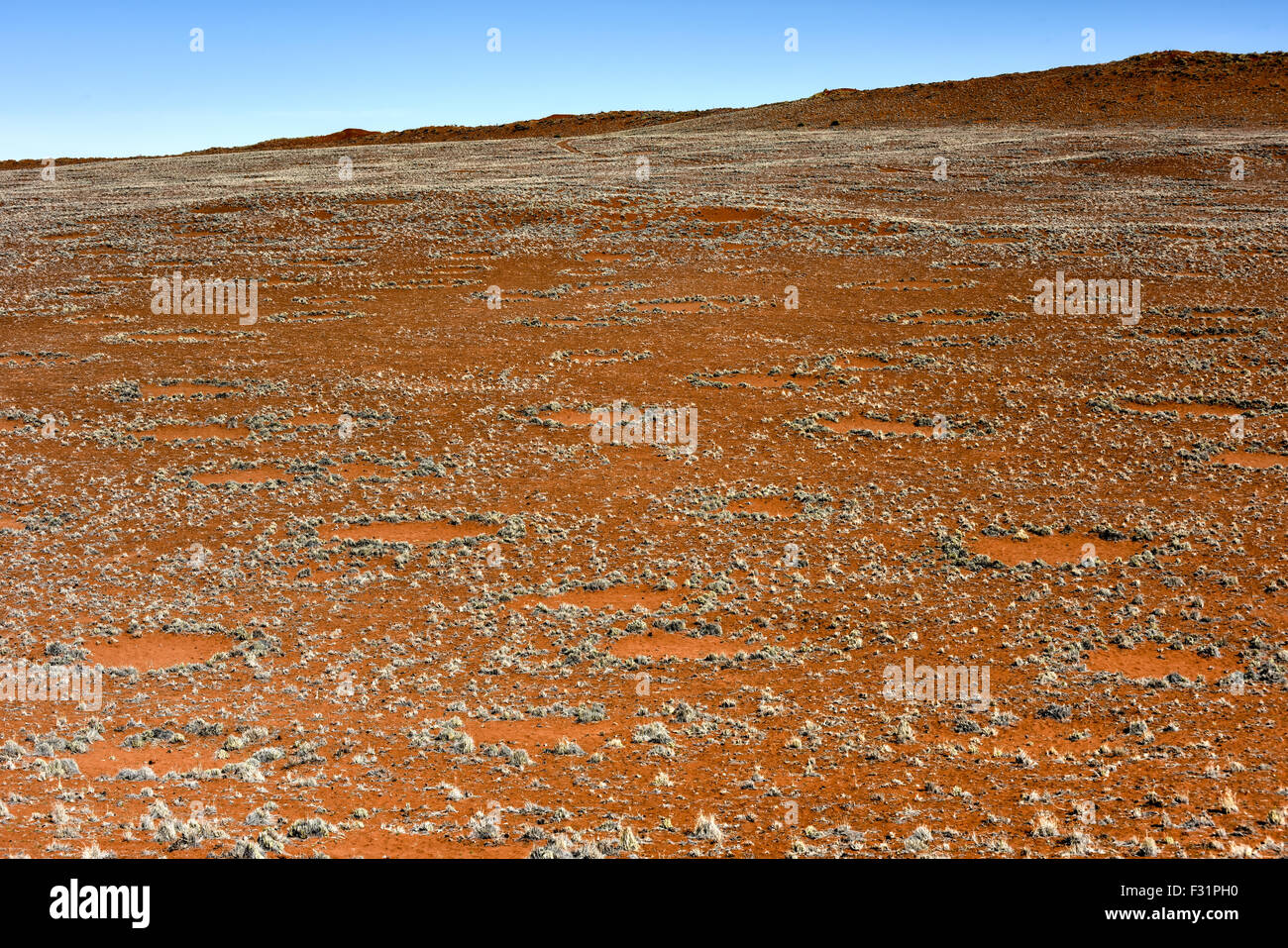 Les cercles de fées, situé dans le désert du Namib, dans le Namib-Naukluft National Park de la Namibie. Banque D'Images