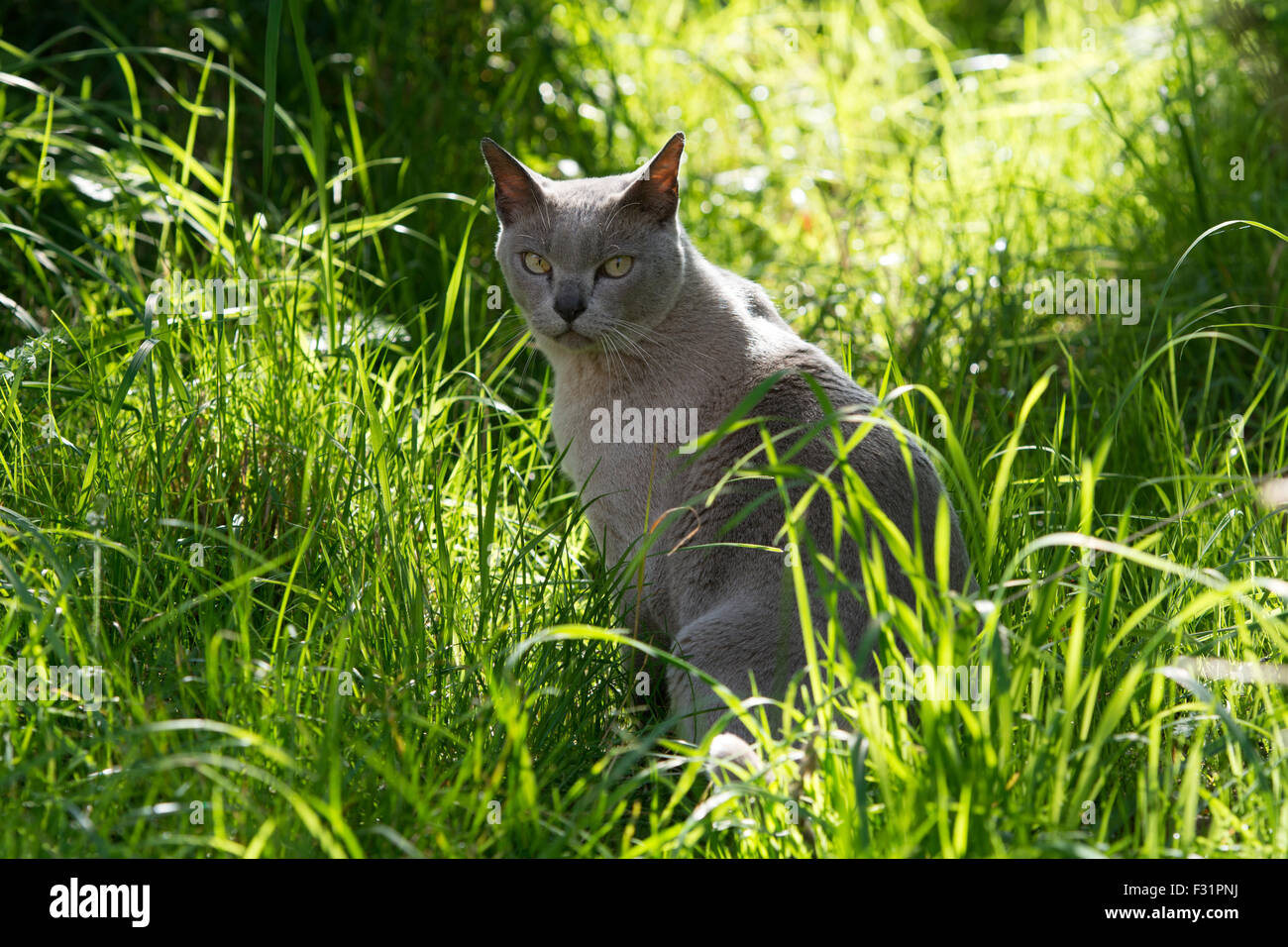Chat gris dans la longue herbe Banque D'Images