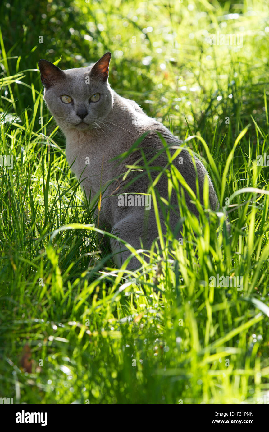 Chat gris dans la longue herbe Banque D'Images