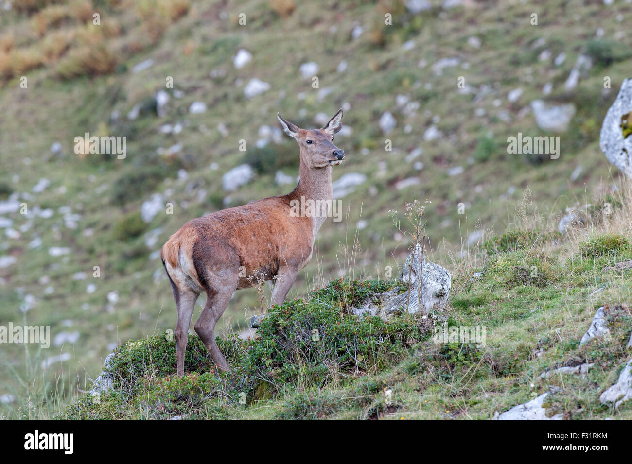 Red Deer (Cervus elaphus), femme, animal, Wurzeralm, Haute Autriche, Autriche Banque D'Images