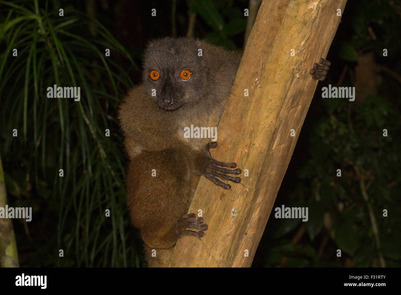 Lémurien à tête blanche (Eulemur albifrons), femme, dans la forêt tropicale, la baie d'Antongil, Nosy Mangabe, Madagascar Banque D'Images