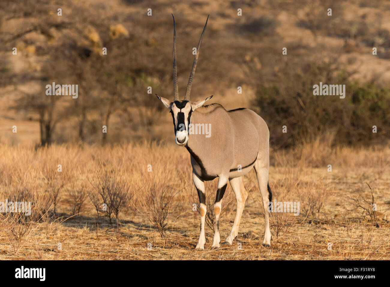 Oryx d'Afrique de l'Est (Oryx Beisa), Samburu National Reserve, Kenya Banque D'Images