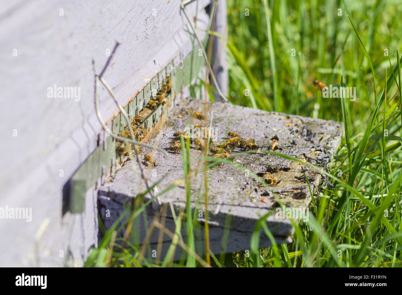 Les abeilles du miel l'essaimage et voler autour de leur ruche, image floue Banque D'Images