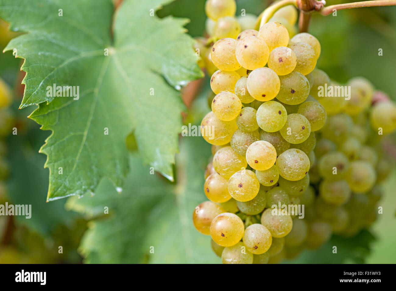 Les pesticides pulvérisés avec du raisin Banque D'Images