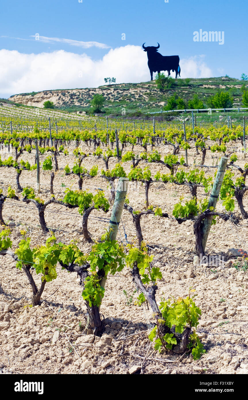 Vignes et vignobles dans la région de Rioja, Espagne avec la silhouette d'un taureau dans l'arrière-plan Banque D'Images