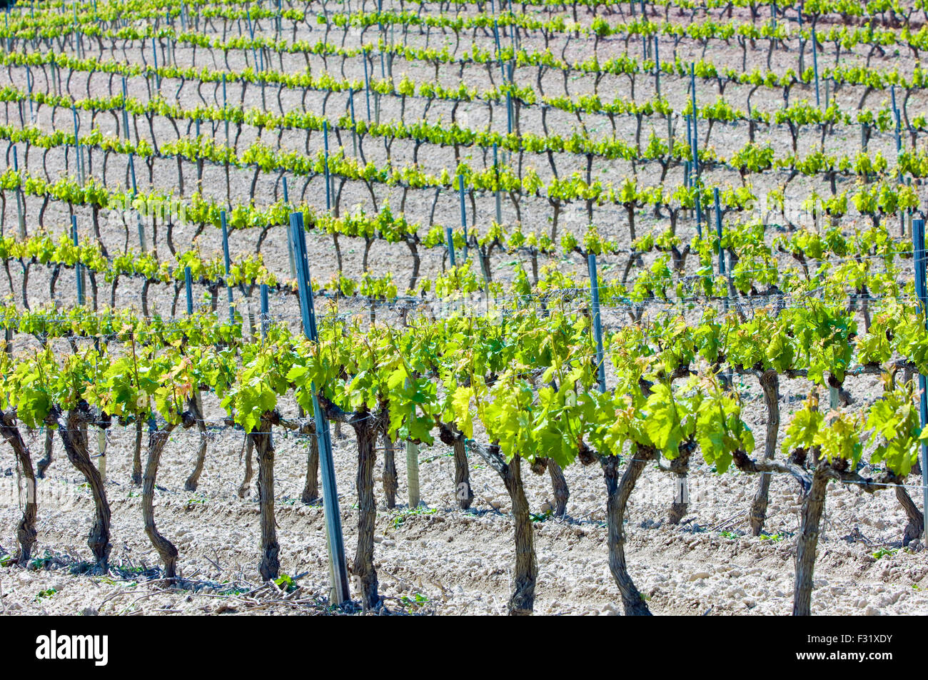 Détail de vignes et vignobles dans La Rioja, Espagne Banque D'Images