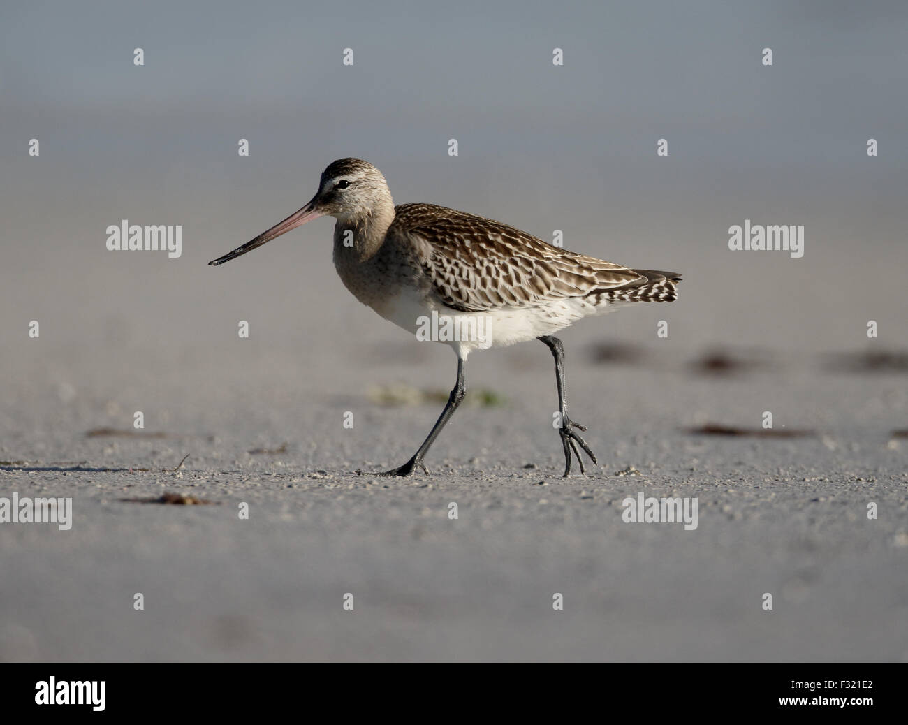 Barge à queue noire, Limosa limosa, seul oiseau sur Beach, South Uist, Hébrides, Septembre 2015 Banque D'Images