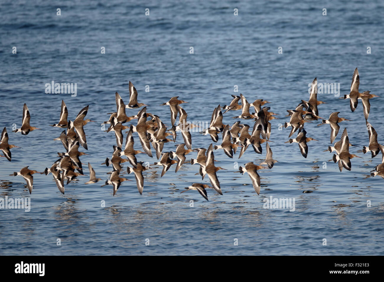 Barge à queue noire, Limosa limosa, Groupe d'oiseaux en vol, South Uist, Hébrides, Septembre 2015 Banque D'Images