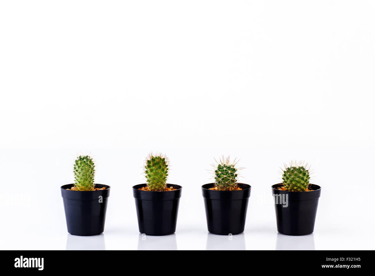 Divers cactus en pots isolé sur fond blanc Banque D'Images