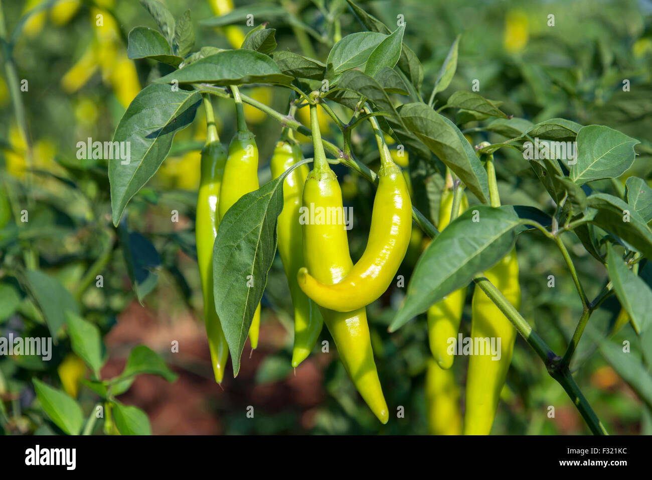 Piment vert dans la ferme de chili Banque D'Images