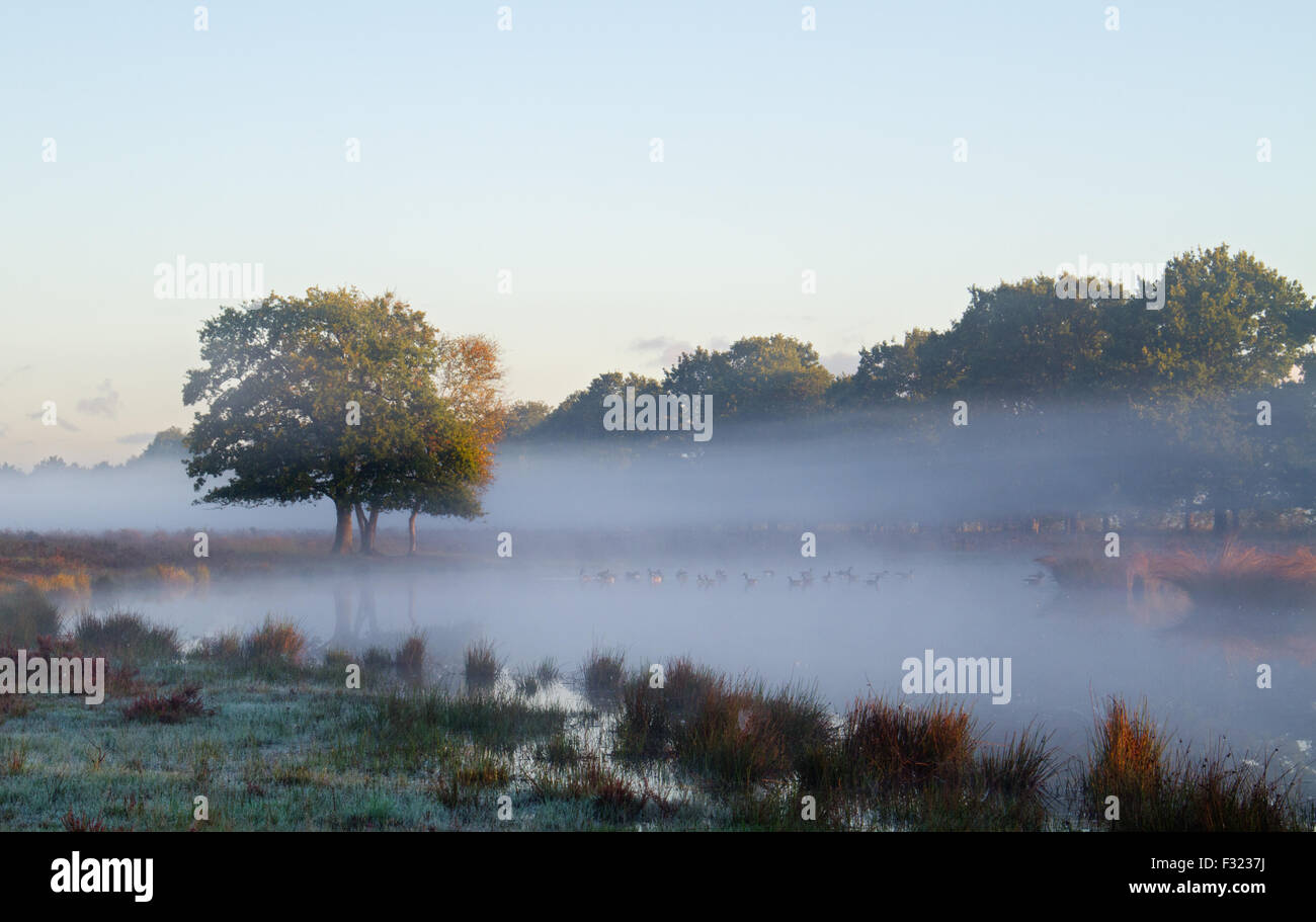 Brouillard sur un lac tôt le matin, dans la distance certaines Bernaches du Canada et d'un chêne Banque D'Images