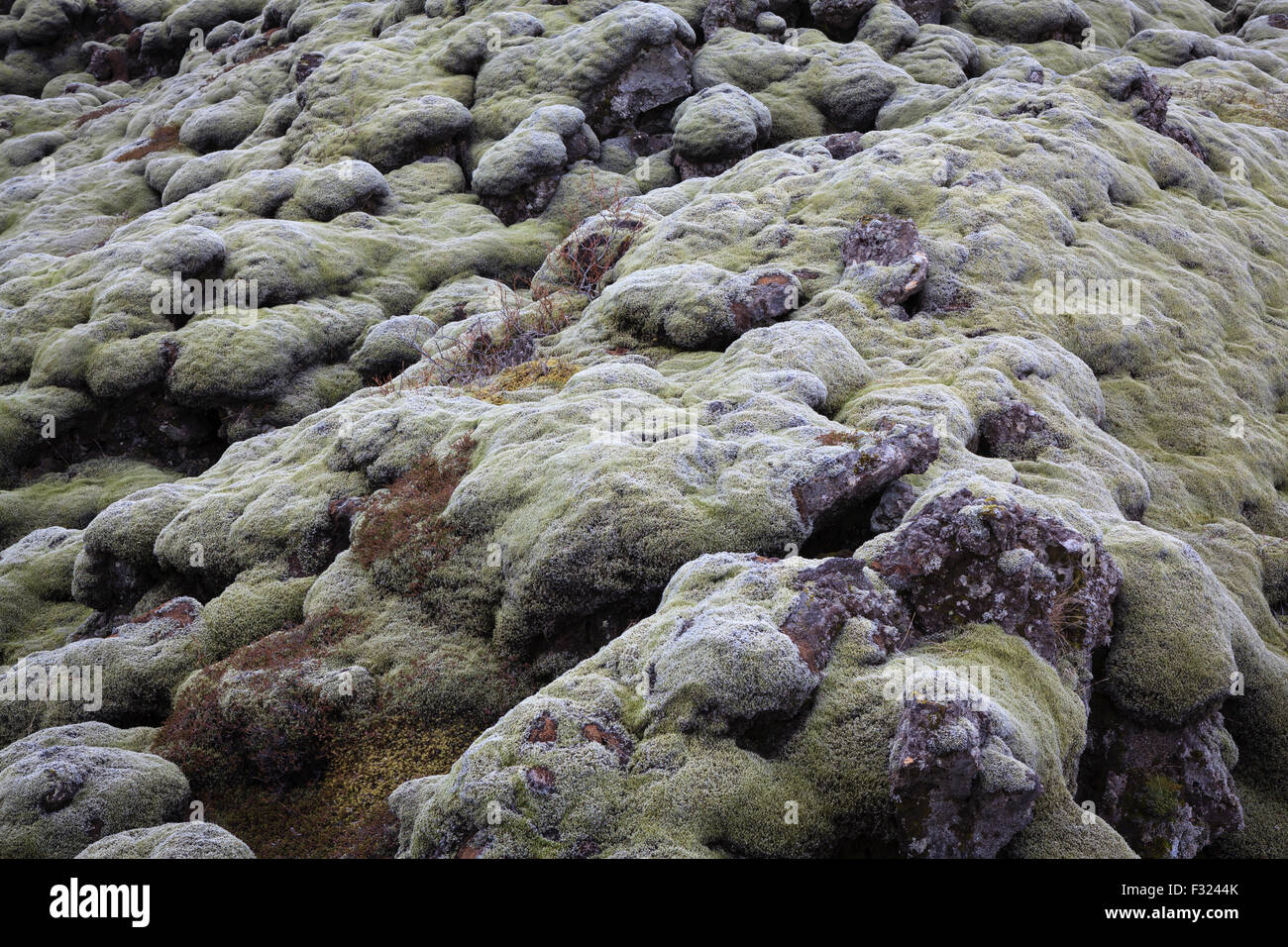 Champ de lave couvert de mousse verte. Le sud de l'Islande. Banque D'Images