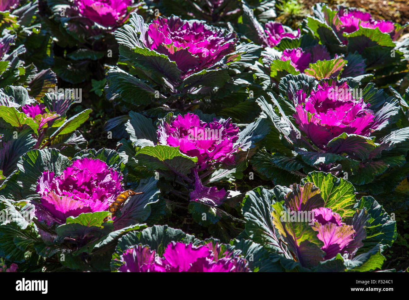 Chou ornemental dans un jardin Banque D'Images
