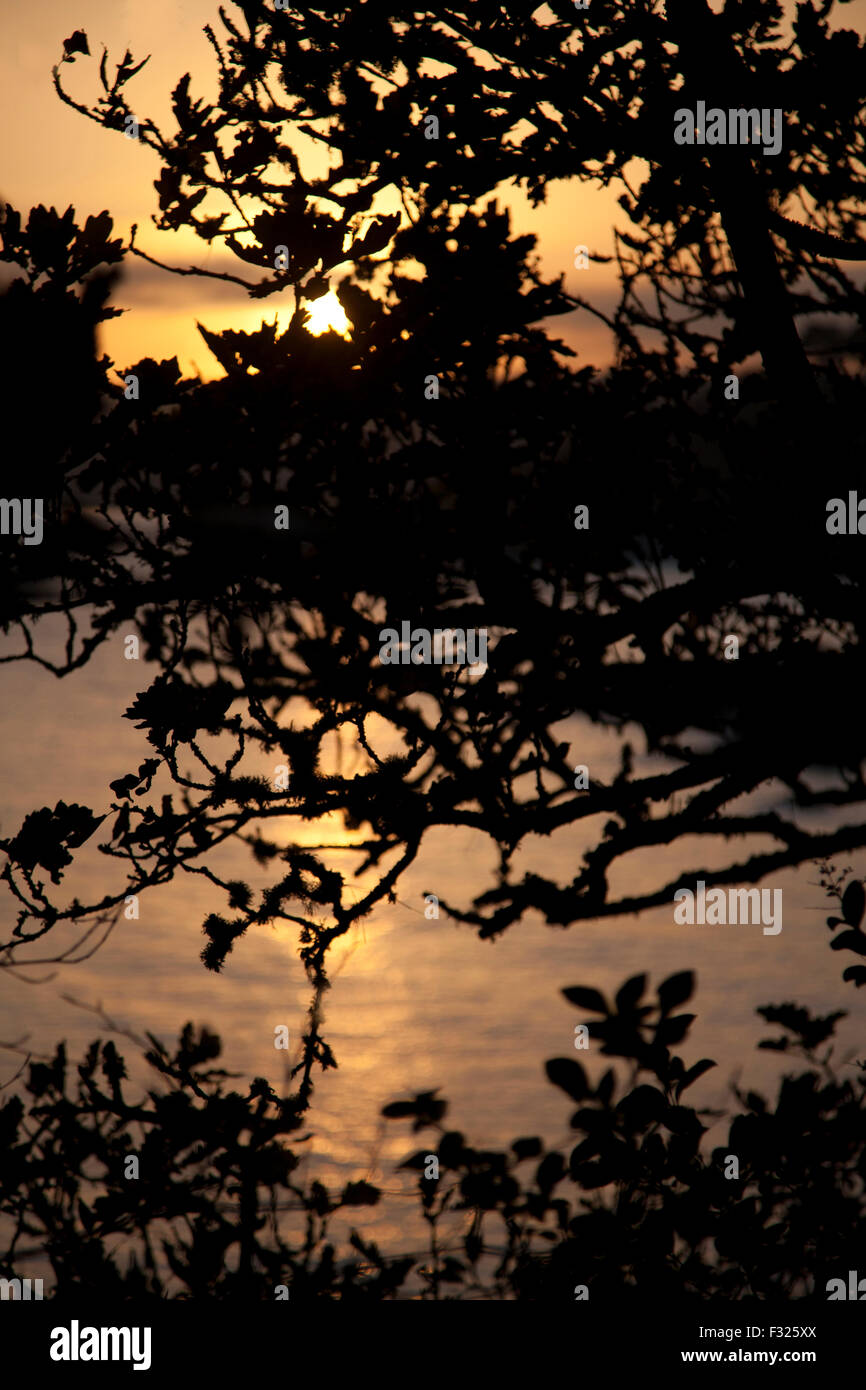 Coucher du soleil à travers des arbres côtiers Banque D'Images