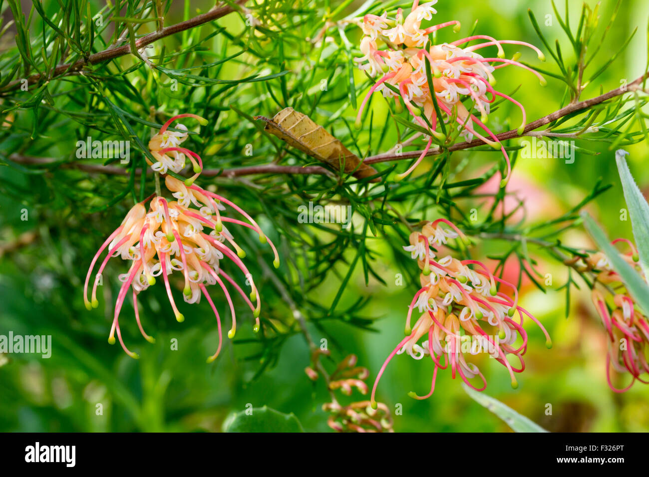 Fleurs d'automne arachnéennes de la demi-hardy Grevillea rosmarinifolia 'Desert Flame' Banque D'Images Fleurs d'automne arachnéennes de la demi-hardy Grevillea rosmarinifolia 'Desert Flame' Banque D'Images