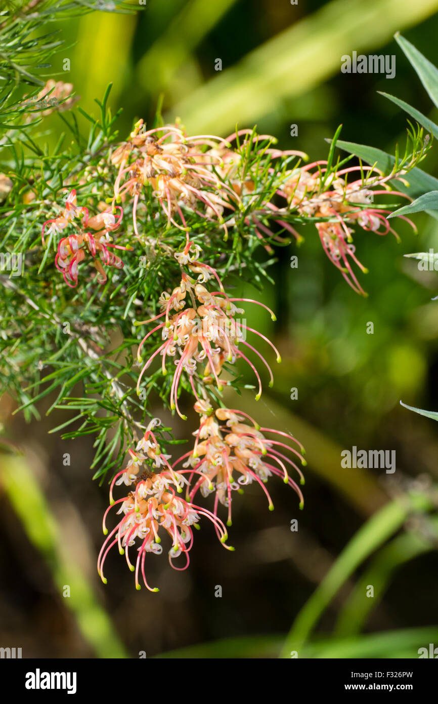 Fleurs d'automne arachnéennes de la demi-hardy Grevillea rosmarinifolia 'Desert Flame' Banque D'Images Fleurs d'automne arachnéennes de la demi-hardy Grevillea rosmarinifolia 'Desert Flame' Banque D'Images