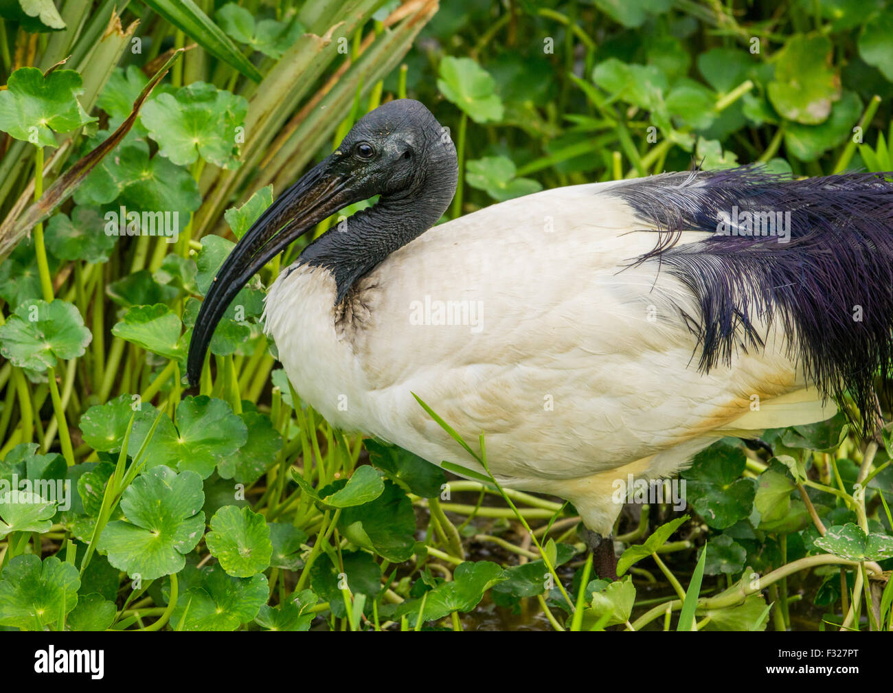 Région d'Arusha, Tanzanie, Ngorongoro Conservation Area, ibis à tête noire (threskiornis melanocephalus) Banque D'Images