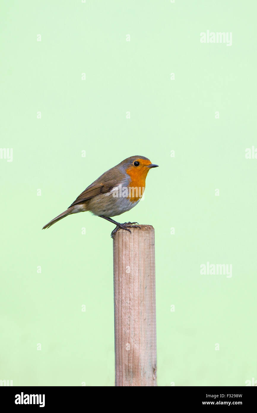 Portrait d'un Erithacus rubecula aux abords assis sur un post sur un fond vert. Banque D'Images