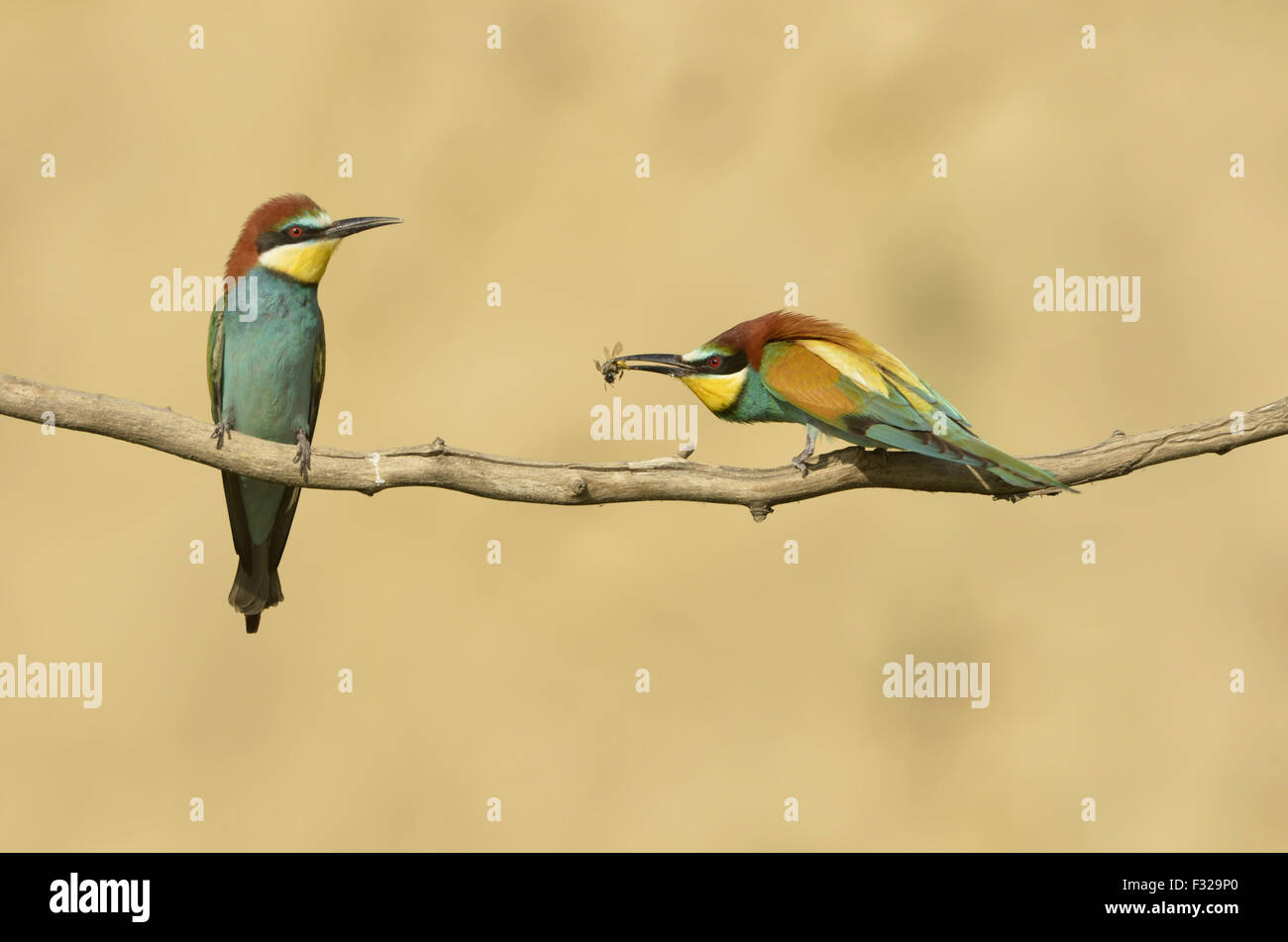 Guêpier d'Europe (Merops apiaster) paire adultes mâles, offrant à l'abeille femelle, perché sur des rameaux, Roumanie, mai Banque D'Images