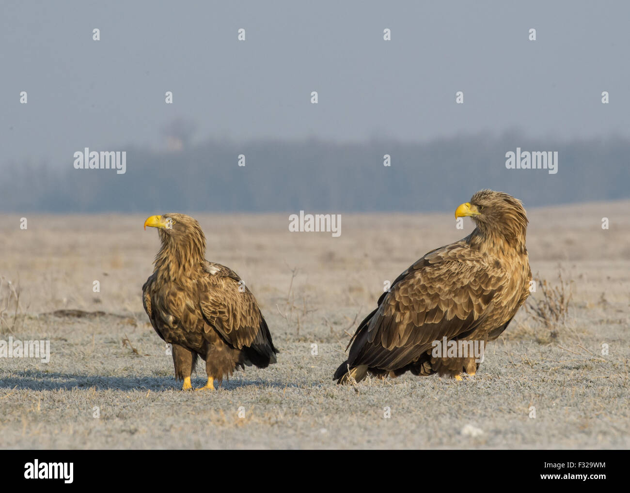 À queue blanche (Haliaeetus albicilla) deux adultes, debout sur le sol couvert d'Hortobagy, N.P., Hongrie, Février Banque D'Images