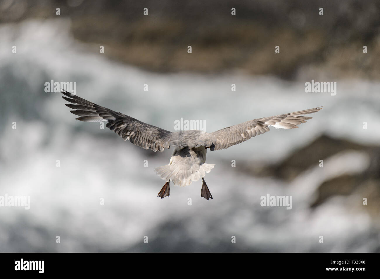 Le Fulmar boréal (Fulmarus glacialis), adultes en vol au-dessus de falaise, chef de la réserve RSPB' Établissement"Sumburgh, Mainland, Shetland, Ecosse, juillet Banque D'Images