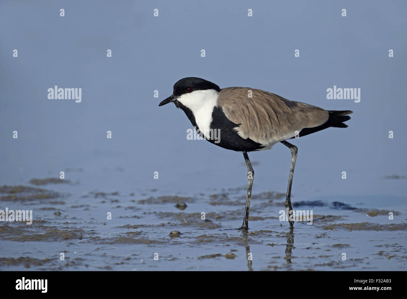 Spur-winged le vanneau sociable (Vanellus spinosus), adultes marche sur la boue dans l'eau peu profonde, de Chypre, de l'April Banque D'Images