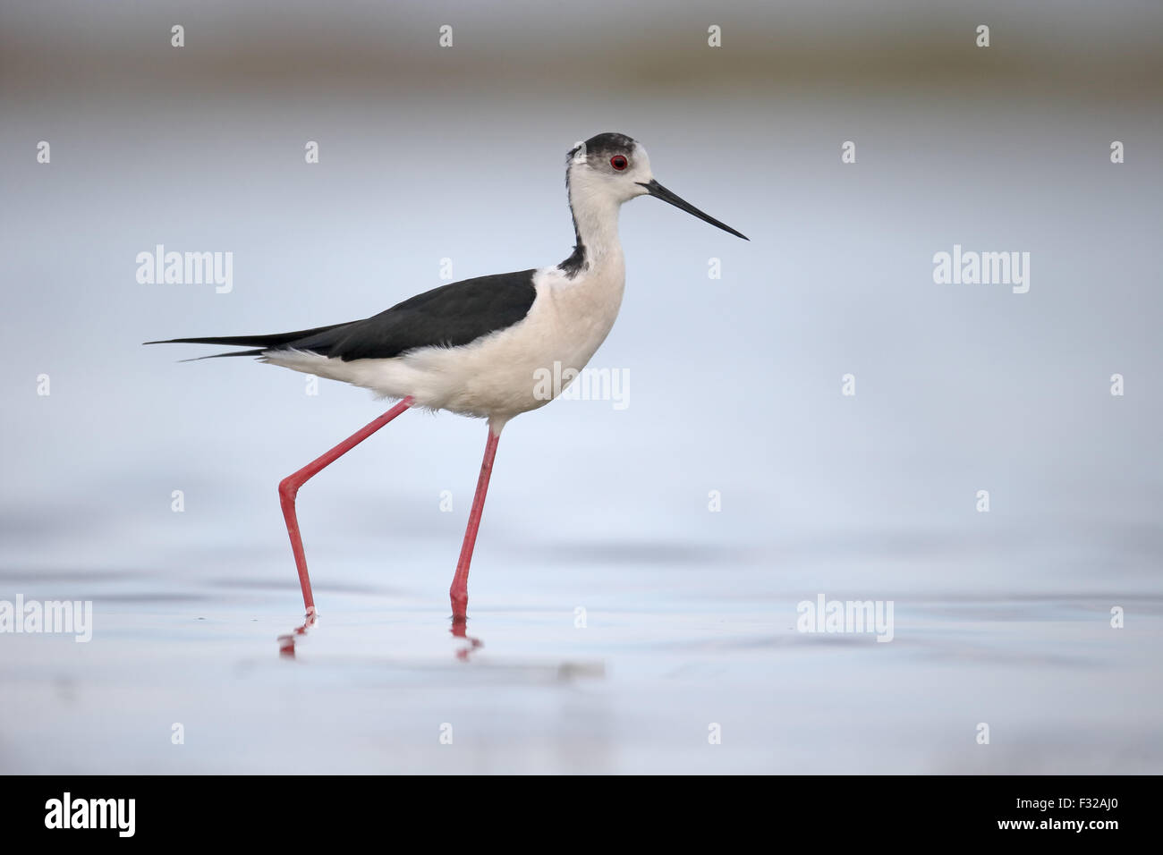 Black-winged Stilt (Himantopus himantopus) mâle adulte, marcher dans l'eau, Roumanie, mai Banque D'Images