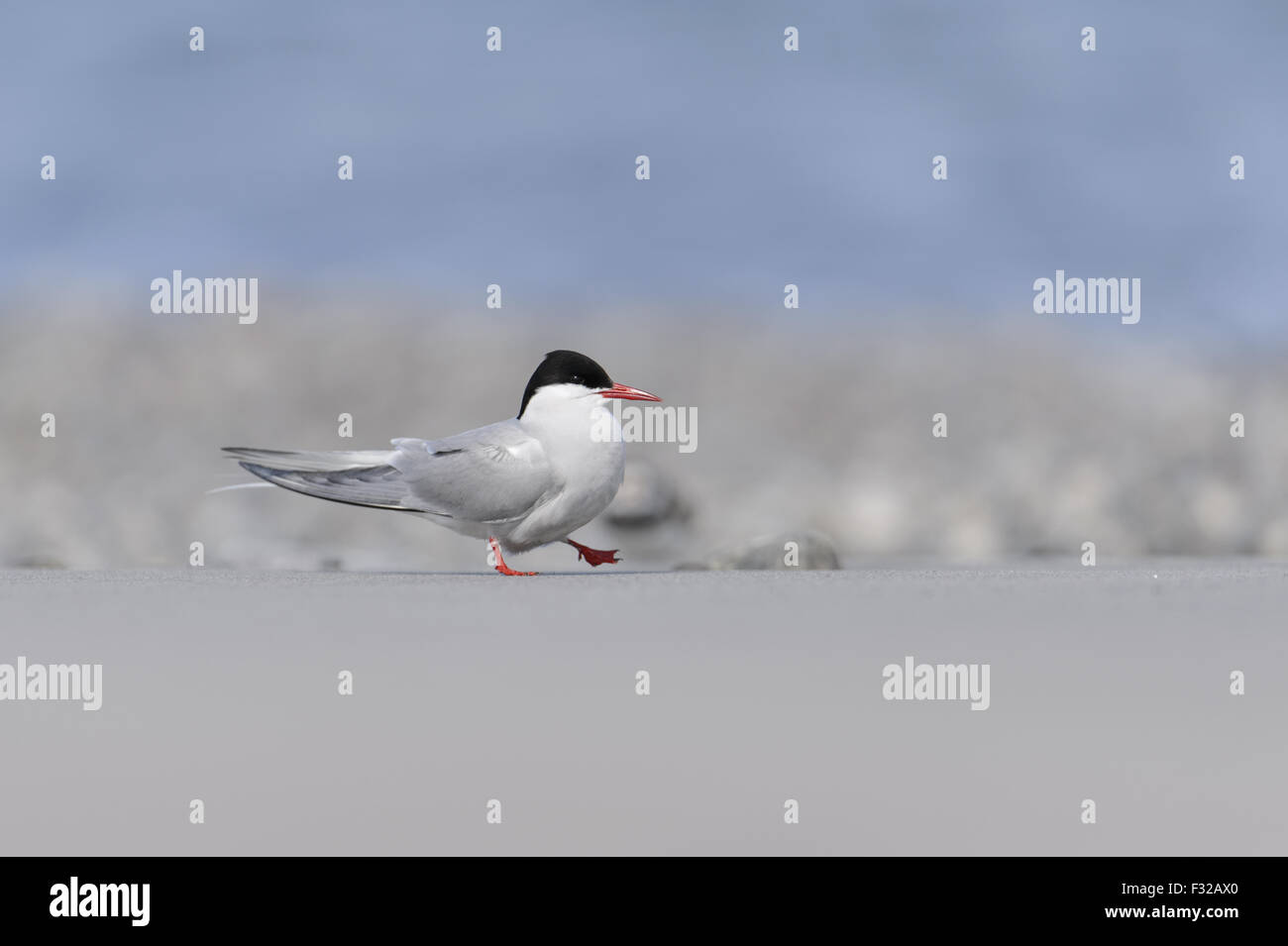 Sterne arctique (Sterna paradisea) adulte en plumage nuptial, en marchant sur une plage de sable, crier, îles Shetland, Ecosse, juillet Banque D'Images