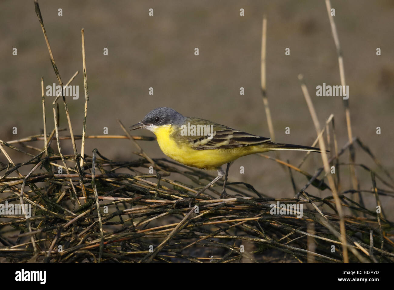 L'Est de la bergeronnette printanière (Motacilla tschutschensis macronyx) 'Southeast Siberian' sous-espèce, mâle adulte, qui se nourrissent de roseaux à côté de vasières tidales, réserve naturelle des marais de Mai Po, nouveaux territoires, Hong Kong, Chine, Avril Banque D'Images