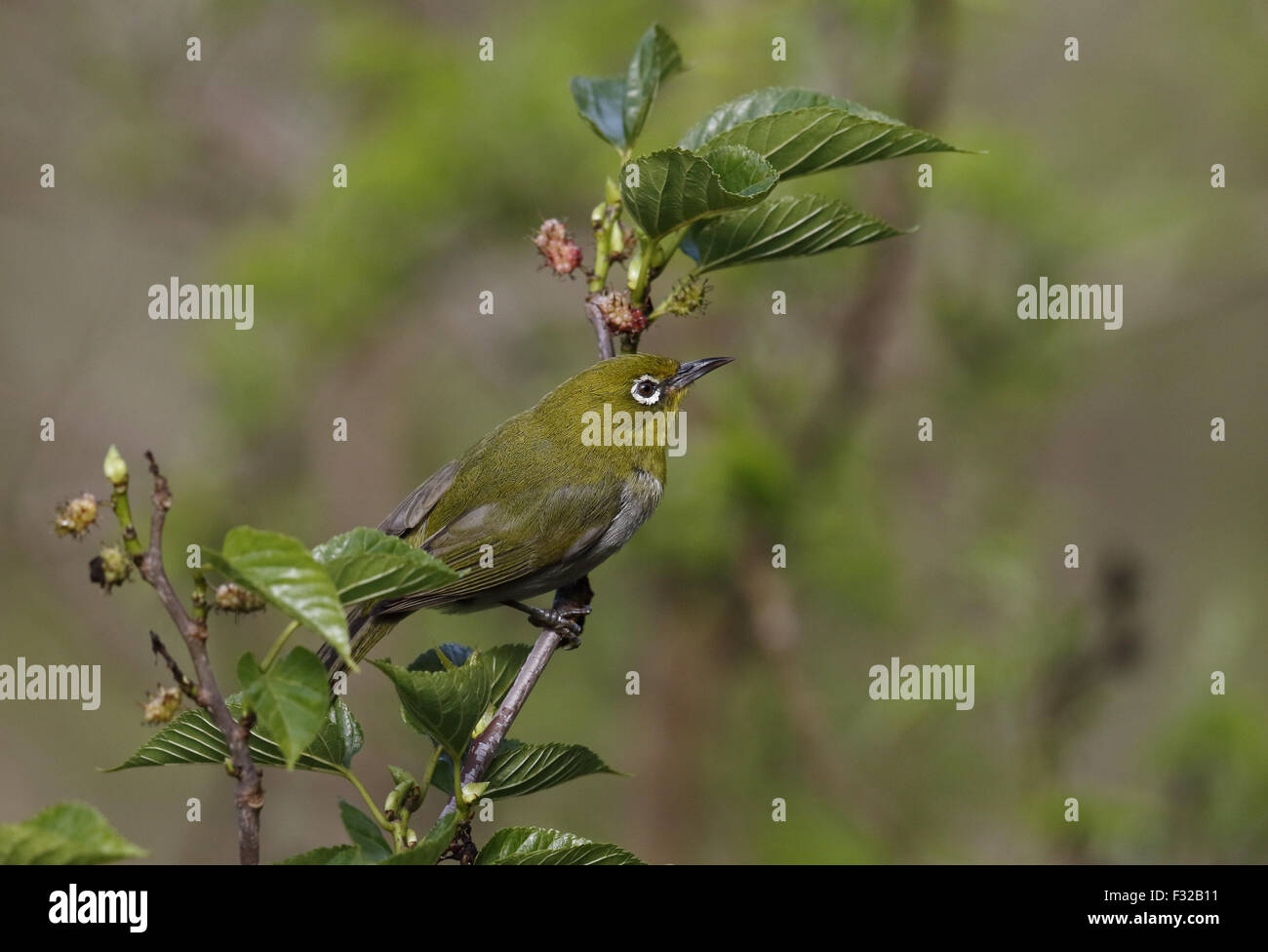 Japanese White-eye (Zosterops japonicus) adulte, perché sur des rameaux, Hahajima, Îles d'Ogasawara, Japon, mai Banque D'Images