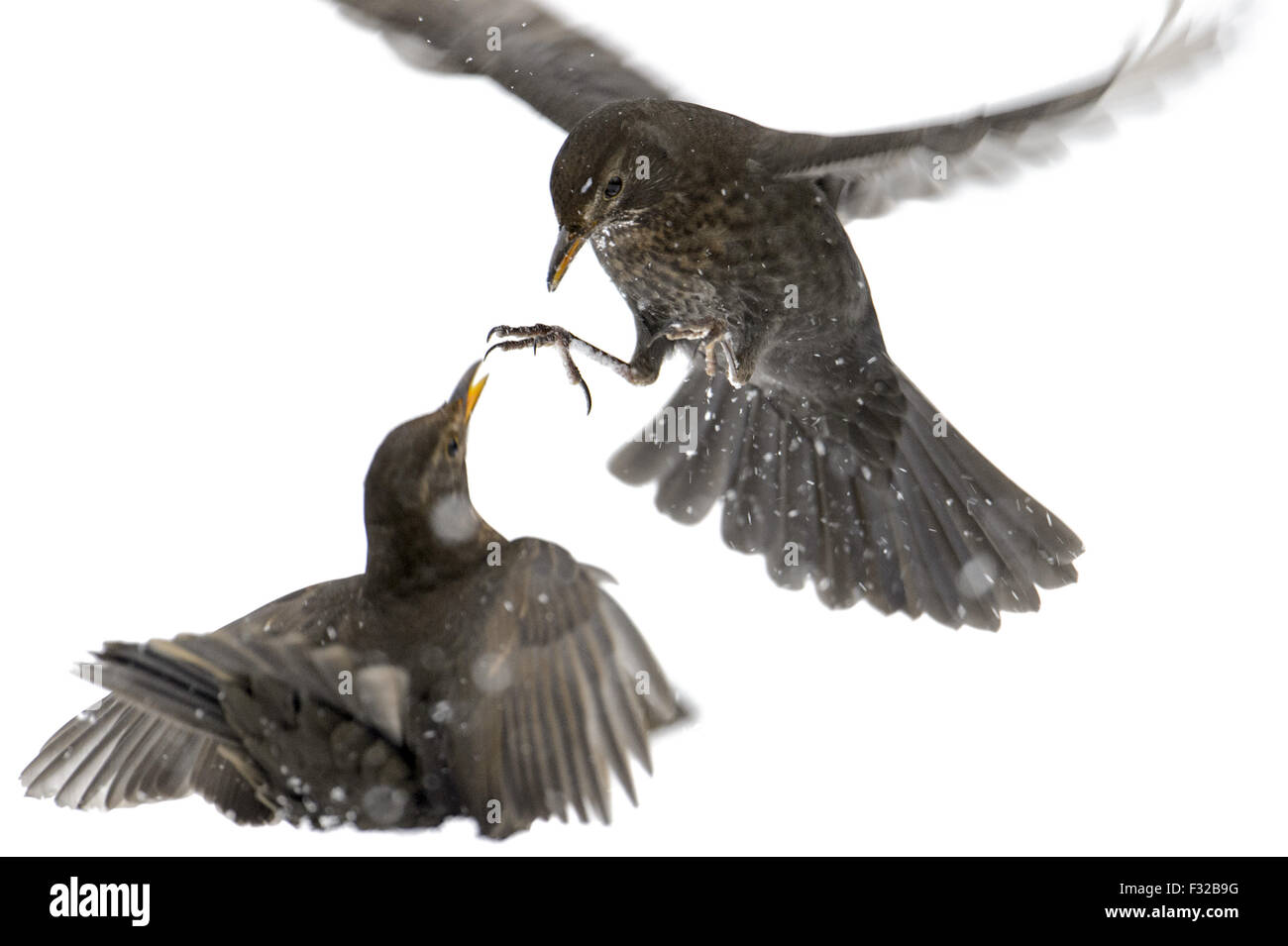 Blackbird européenne (Turdus merula) deux femelles adultes, les combats sur la neige couverts de gelée, Cannock Chase, Staffordshire, Angleterre, Janvier Banque D'Images