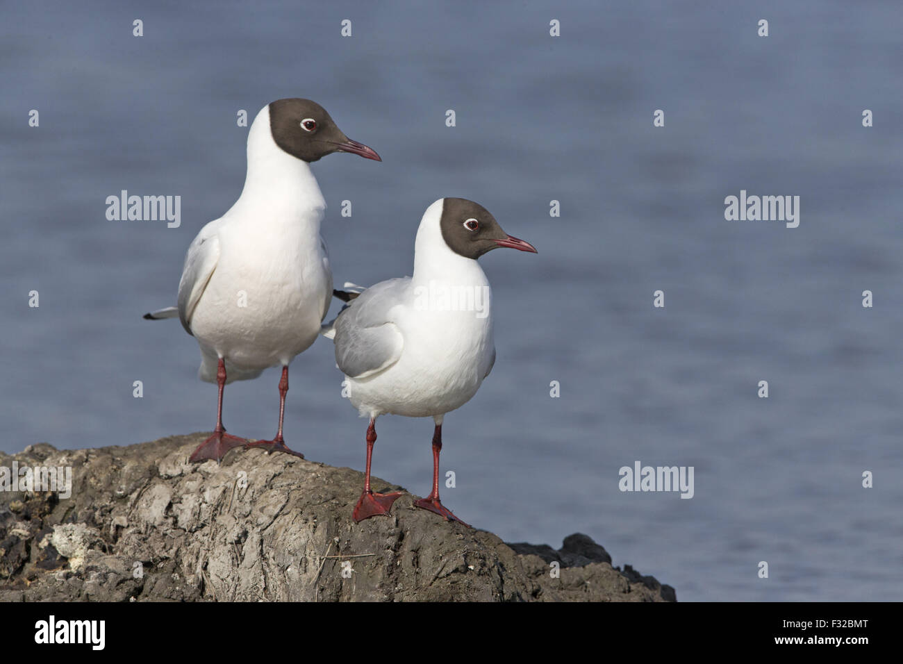 Mouette rieuse (Chroicocephalus ridibundus) adulte en plumage nuptial, paire, debout sur la boue au bord de l'eau, Suffolk, Angleterre, avril Banque D'Images