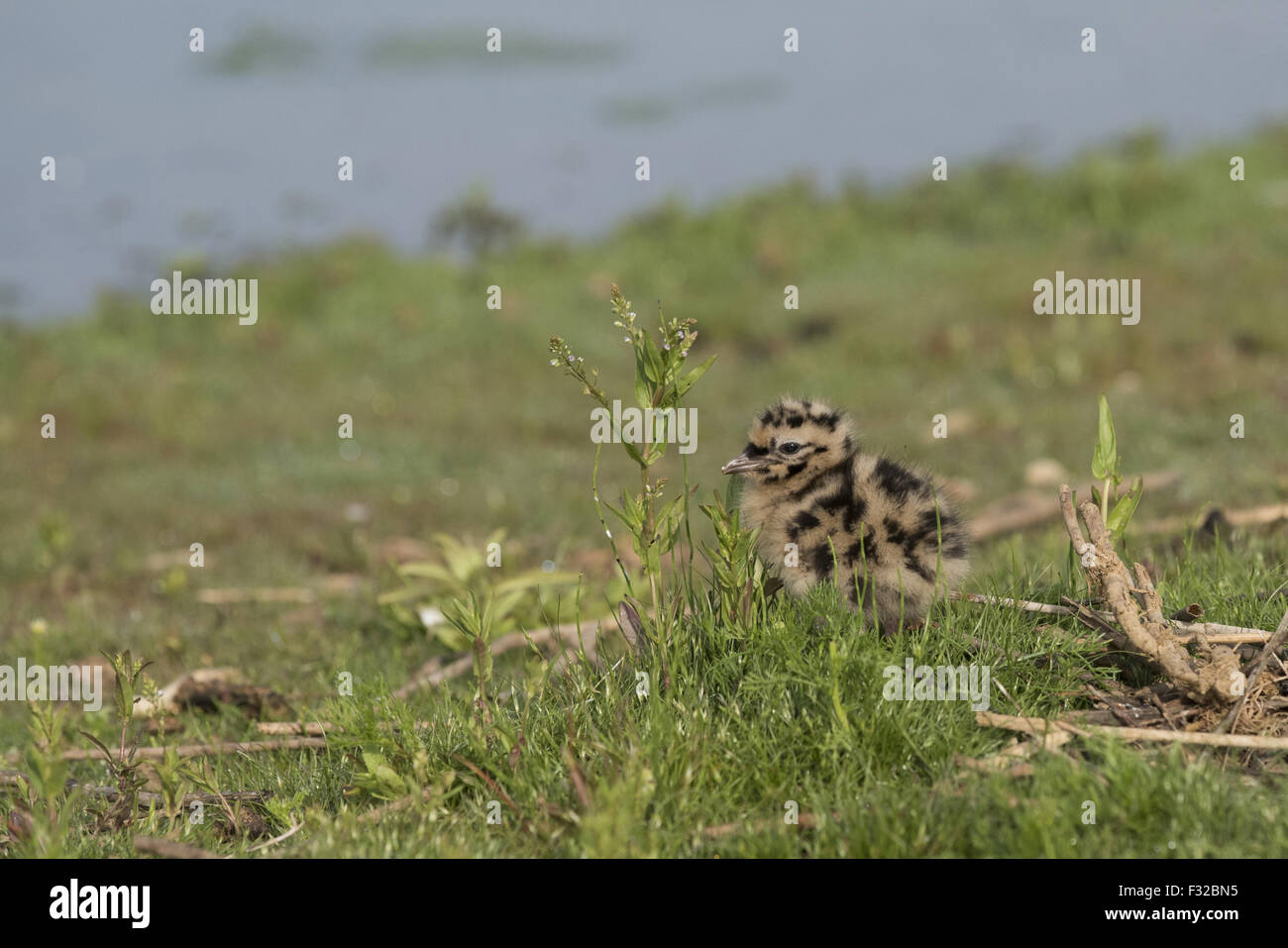 Mouette rieuse (Chroicocephalus ridibundus) chick, trois-jours, rester à bord de l'eau dans les marais, Norfolk, Angleterre, Banque D'Images