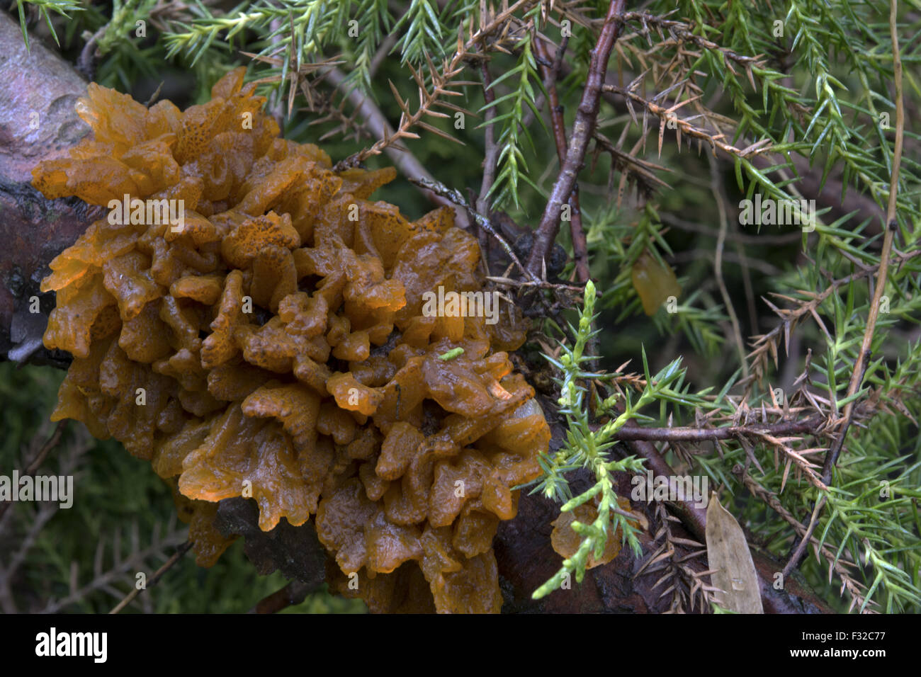 La Rouille grillagée (Gymnosporangium juniperi-virginianae) Gall, poussant sur le genévrier (Juniperus sp.), Box Jardin, Buckinghamshire, Angleterre, avril Banque D'Images