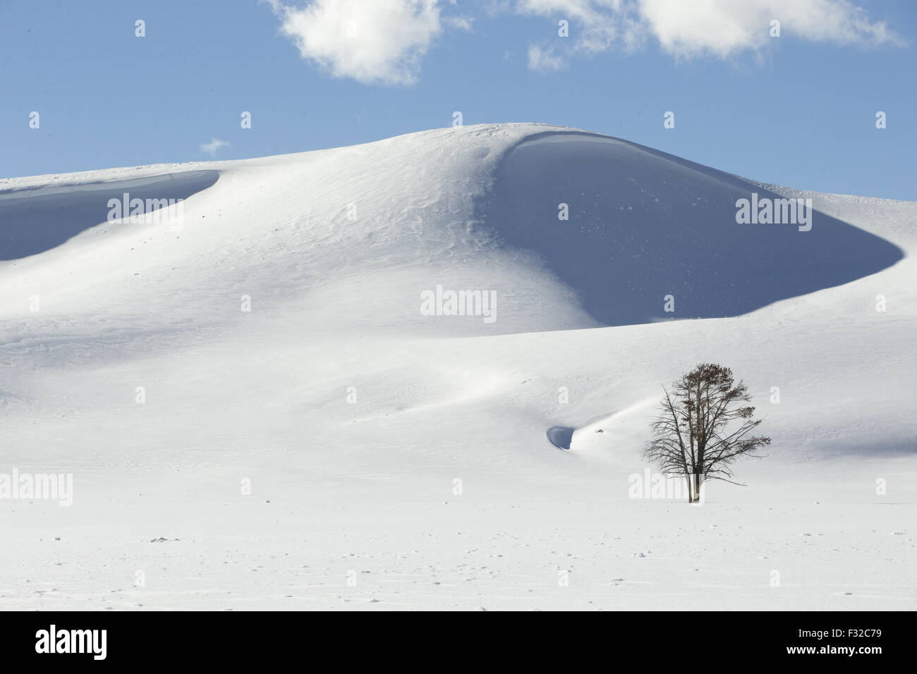 Voir d'arbre isolé et des amoncellements de neige, Wyoming, U.S.A., Février Banque D'Images