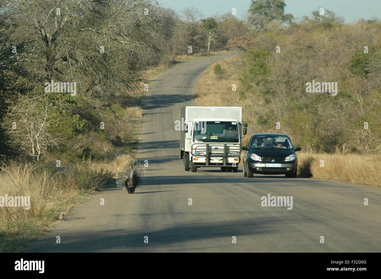 Cap Porcupine (Hystrix africaeaustralis) adulte, la marche sur route près de la voiture et camion, Kruger N.P., Great Limpopo Transfrontier Park, Mpumalanga, Afrique du Sud, juillet Banque D'Images