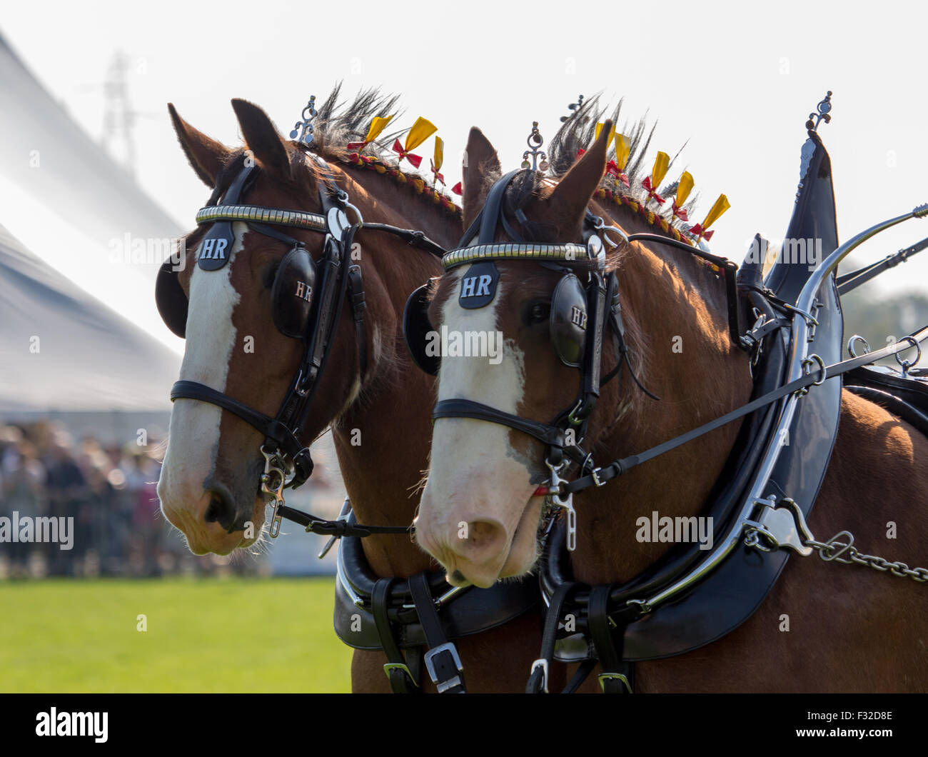 Deux chevaux Clydesdale tirant un chariot au comté de Westmorland Show 2015 Banque D'Images