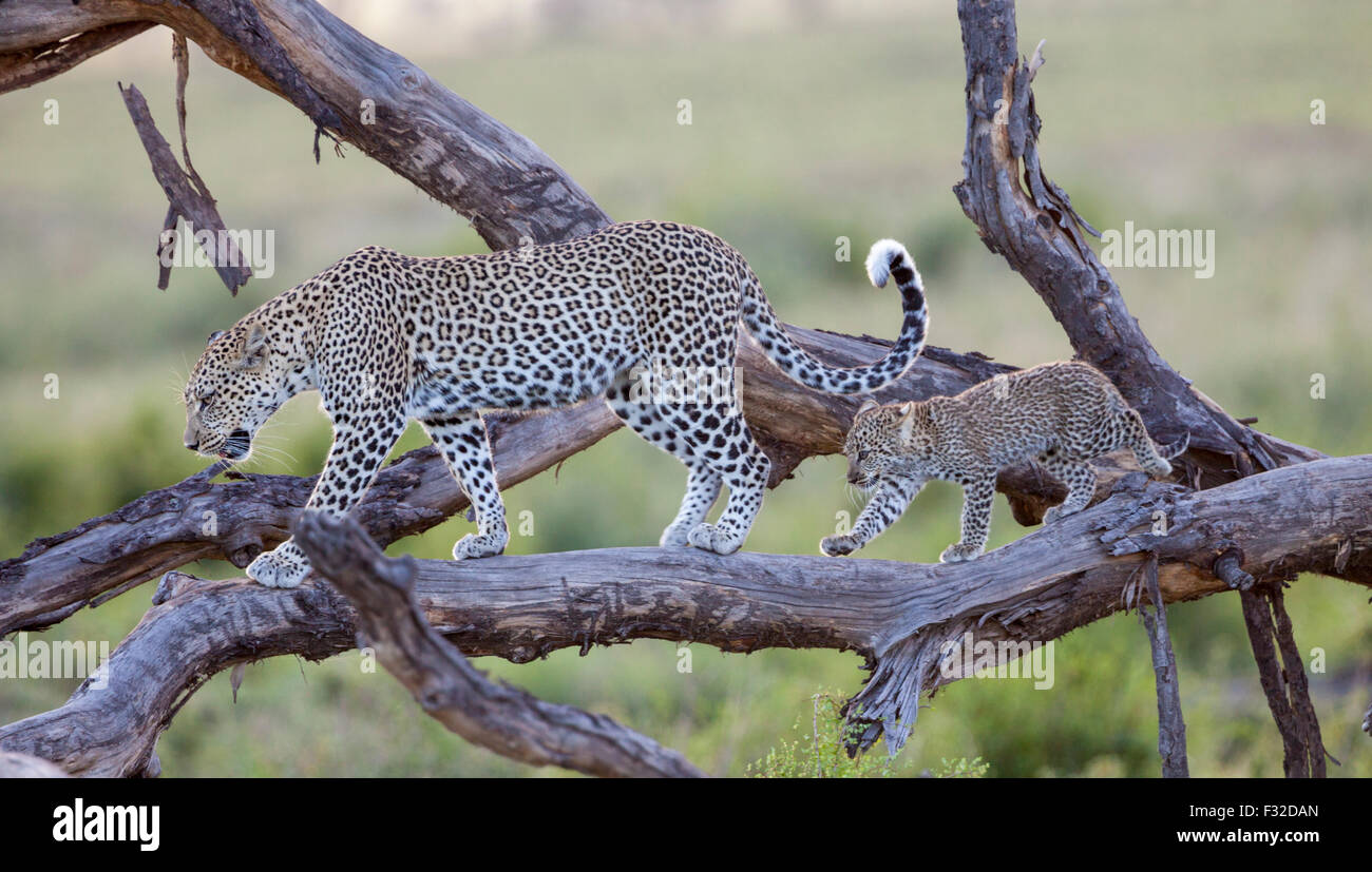 Mère et bébé leopard à l'étape de marche le long d'un arbre dans le Parc National du Serengeti, Tanzanie Banque D'Images