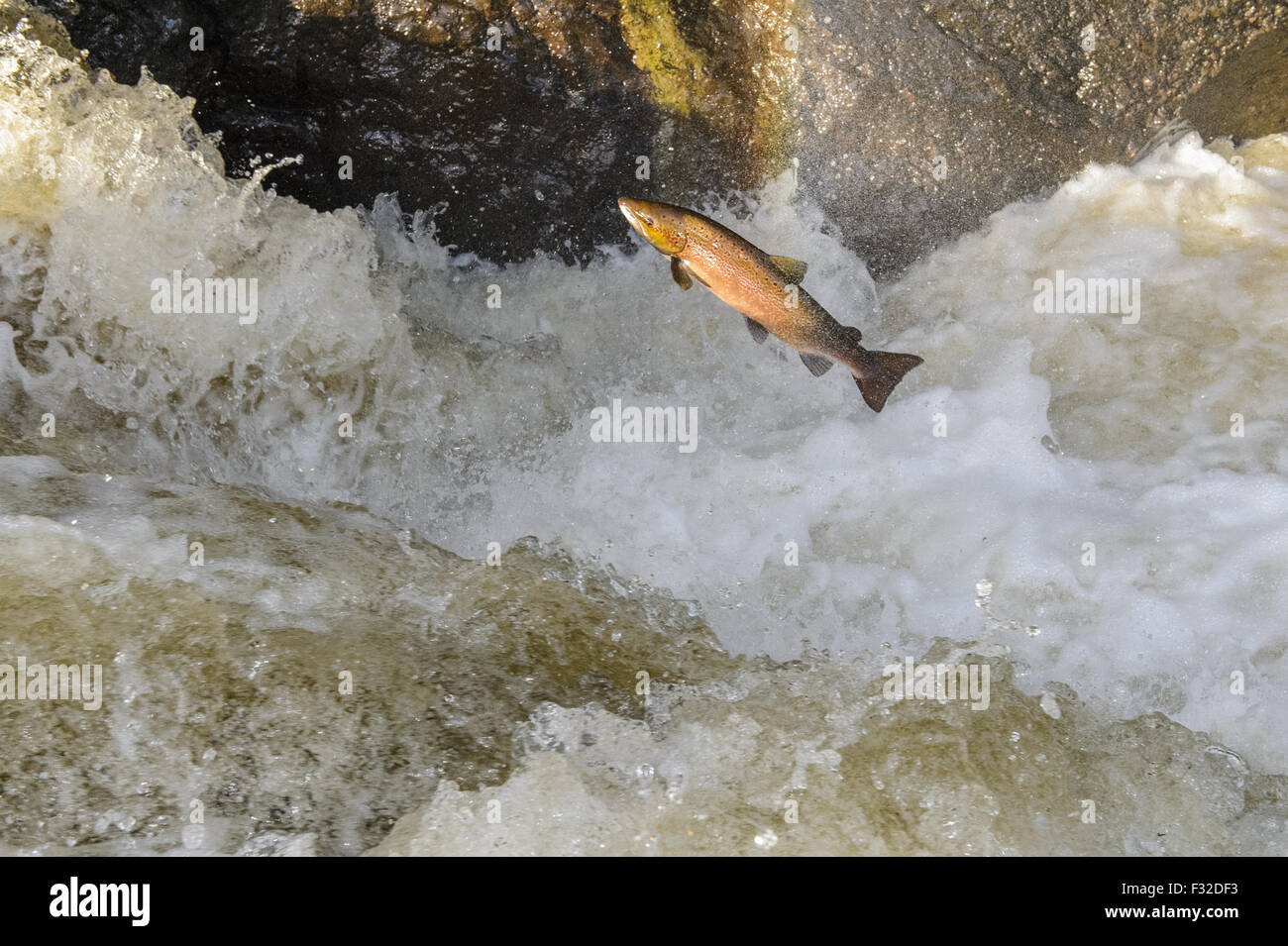 Le saumon atlantique (Salmo salar), adultes sautant jusqu'cascade, déménagement aux frayères en amont de la tuyère d'Buchanty, rivière, amande, Perth et Kinross, Scotland, novembre Banque D'Images