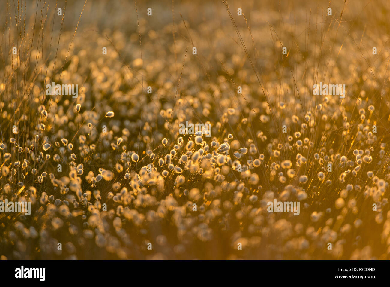 Linaigrette de commune (Eriophorum angustifolium) éclairé par LED à l'aube, Cannock Chase, Staffordshire, Angleterre, juin Banque D'Images