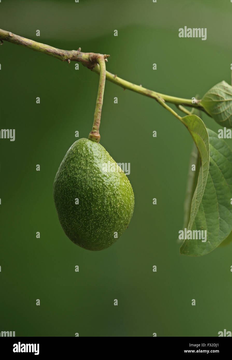 Avocat (Persea americana) close-up de fruits, Darien, Panama, Avril Banque D'Images