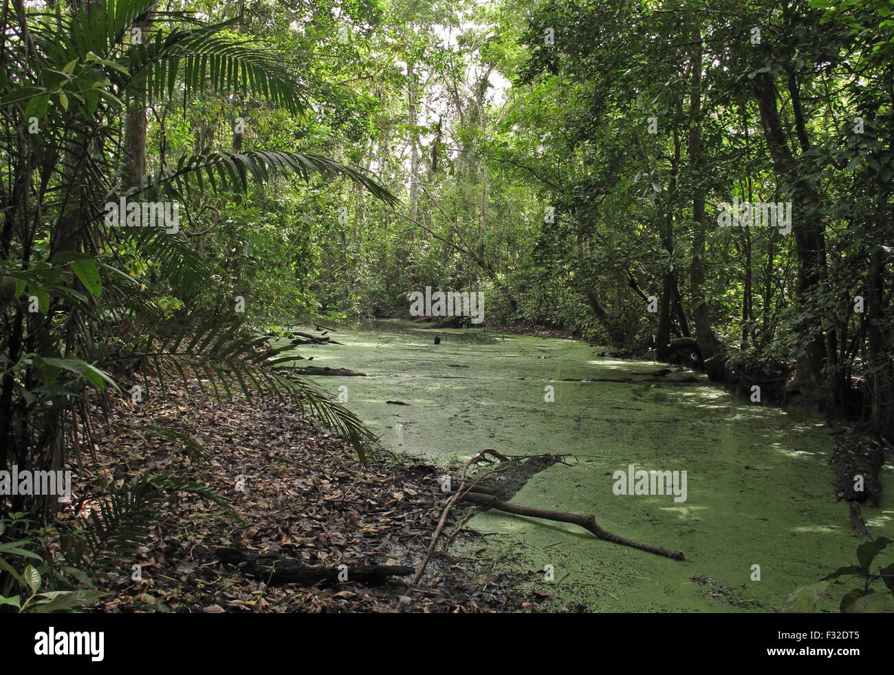 Vue de la forêt tropicale luxuriante et coin tranquille, fleuve Chucunaque, Darien, Panama, Avril Banque D'Images