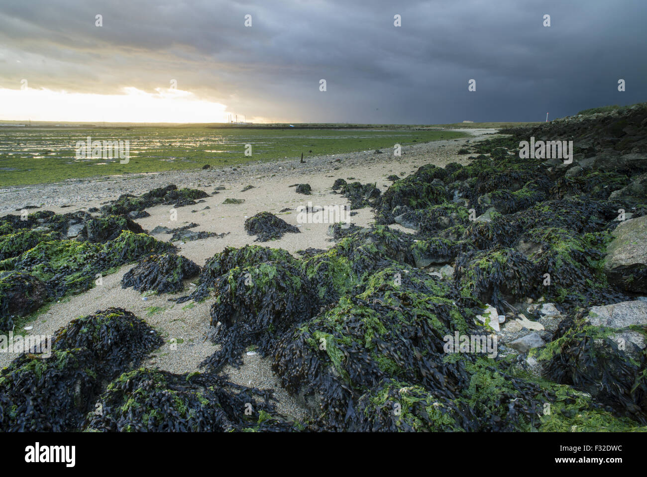 Vue sur des roches couvertes d'algues sur le rivage de l'estuaire à marée basse et s'approcher des nuages d'orage, le marais d'Elmley Swale, N.N.R., Marais nord du Kent, à l'île de Sheppey, Kent, Angleterre, octobre Banque D'Images