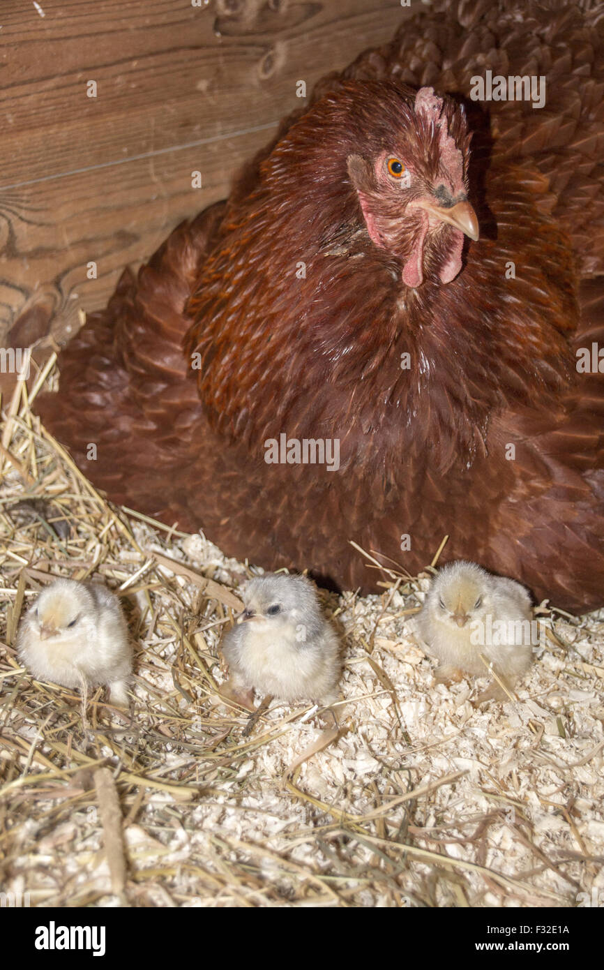 Un nouveau Hampshire croix-rouge hen avec lavande accueil Pekin poussins. Banque D'Images