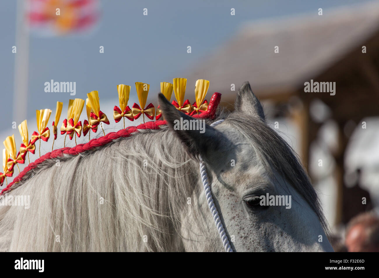 Un Shire Horse en compétition à la Westmorland Show Banque D'Images